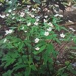 Ranunculus aconitifolius Vekstform