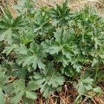 Geranium viscosissimum List