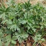 Geranium viscosissimum Blad