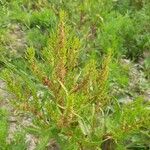 Rumex palustris Květ