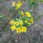 Jacobaea vulgaris Λουλούδι