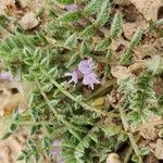 Astragalus sesameus Flower