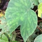 Begonia involucrata Folha