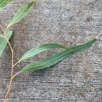 Corymbia citriodora Φύλλο