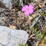 Dianthus virgineus 花