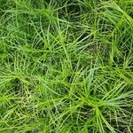 Carex muskingumensis ഇല