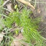 Asparagus racemosus Leaf