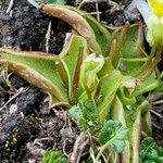 Pinguicula alpina Folla