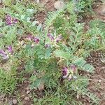 Astragalus monticola Hàbitat