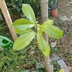 Annona muricata Fuelha