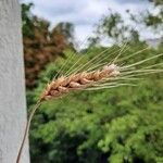 Triticum turgidumFfrwyth