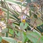 Dianella ensifoliaBlodyn