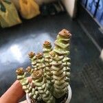 Crassula rupestris List