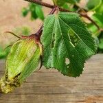 Hibiscus calyphyllus 其他