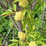 Sambucus racemosa Fiore