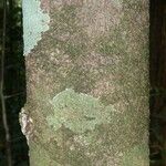 Protium cuneatum Kabuk