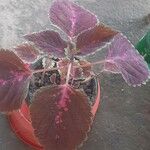 Plectranthus scutellarioides Yaprak