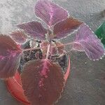 Plectranthus scutellarioides 叶