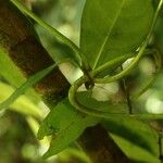 Tabernaemontana eglandulosa Bark