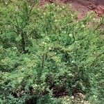 Mimosa farinosa Habit