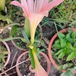 Hippeastrum puniceum Virág
