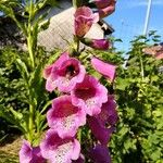 Digitalis purpureaFlor