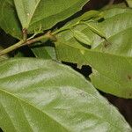 Lecointea amazonica Leaf