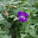 Maurandya barclayana Flor