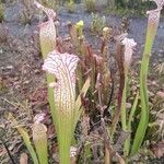 Sarracenia leucophylla Flor
