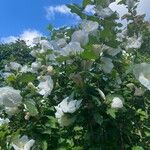 Hibiscus syriacusКветка