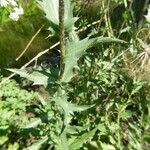 Carthamus caeruleus 葉
