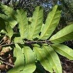 Cupaniopsis apiocarpa List