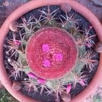 Melocactus intortus 花