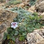 Erodium cheilanthifolium Flor