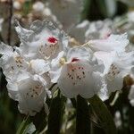 Rhododendron morii Blüte