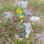 Rhinanthus minor Blomst