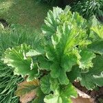 Pelargonium schizopetalum Hostoa