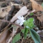 Curtia tenuifolia 花