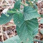 Heliotropium indicum Leaf