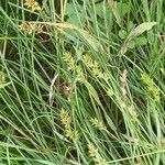 Carex muricata Цветок