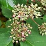 Aralia californica Owoc