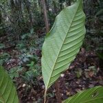 Minquartia guianensis Blatt