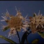 Monardella odoratissima Fiore
