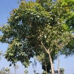 Sapindus trifoliatus Hábito