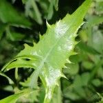 Sonchus asperBlad