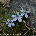 Lobelia pedunculata Habit