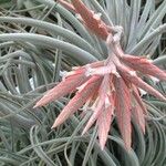 Tillandsia didisticha Costuma