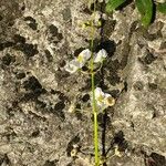 Sagittaria graminea Virág