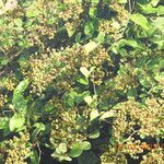 Davilla nitida Meyve