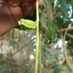 Barringtonia acutangula Fruit